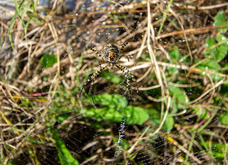 aranha na teia