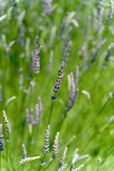 Blooming Lavender Flower Bed in Summer Garden