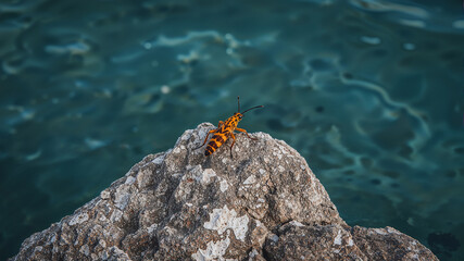 Longhorn beetle standing on rock near water