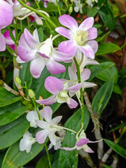 Obraz premium pink and white flowers