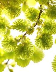 Close-up of vibrant, light green, fan-shaped leaves