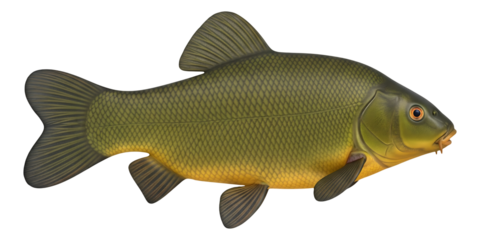 Isolated tench fish image for educational resources and aquatic species identification on transparent background
