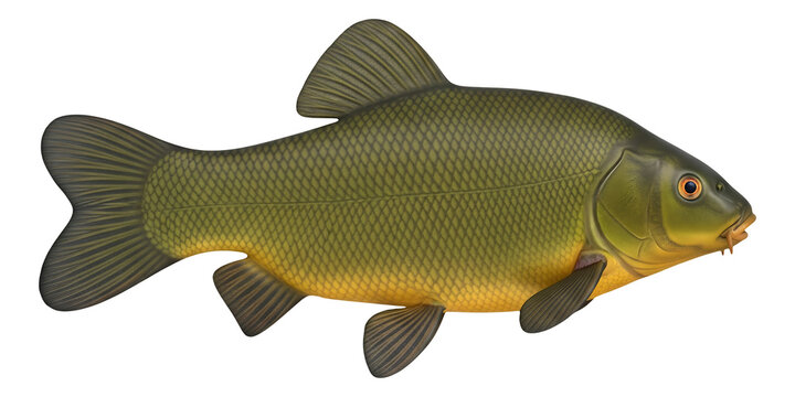 Isolated tench fish image for educational resources and aquatic species identification on transparent background