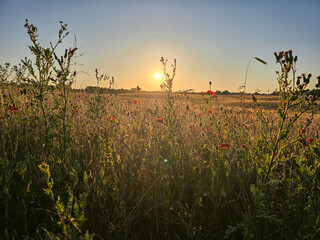 sun sets behind a field of tall grasses and blooming wildflowers, casting a golden glow and...