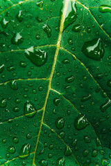 Moody Macro of Green Leaf with Rain Droplets