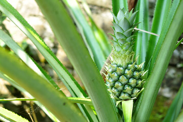 Close-Up of Young Pineapple Growing on Plant
