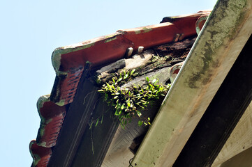 Wild Plants Growing on Old Weathered Roof