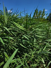 Dense green grass growing under summer sunlight