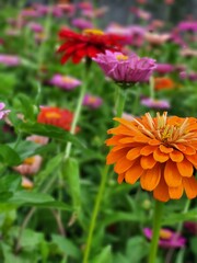 Orange zinnias contrasting with the green background of a summer garden