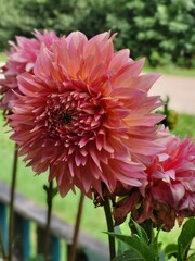Large orange dahlia in full summer bloom