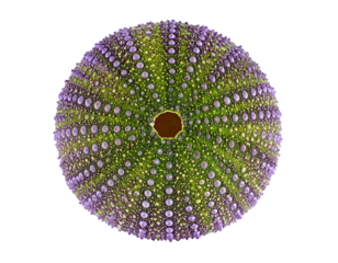A green sea urchin shell, isolated on a white background, showcasing marine biology and natural patterns.