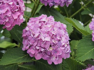 庭に咲いた紫陽花_3