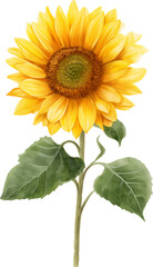 Obraz premium Sunflower Illustration with Realistic Details, Botanical Art Painting