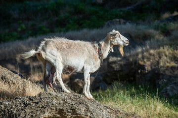 beautiful summer landscape with nature of the republic of Moldova. rural life in eastern Europe
