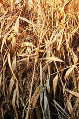 Close-up of dry autumn reeds and grass lit by warm golden sunlight