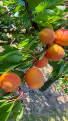 Juicy large apricots on a branch in the garden