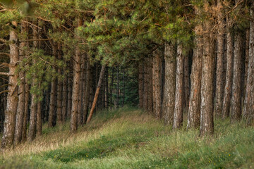 beautiful summer landscape with nature of the republic of Moldova. rural life in eastern Europe