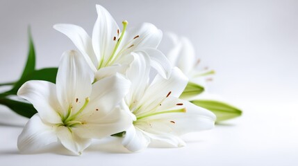 Close-up of elegant white lilies with green leaves on a soft light gray background.