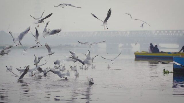 Seagulls at Yamuna Ghat, a scenic spot in New Delhi, India.