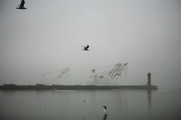 Crane in the fog
