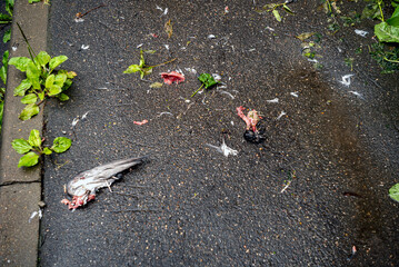 pigeon smashed into pieces
