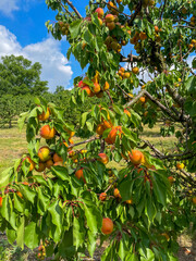 Juicy large apricots on a branch in the garden