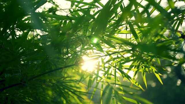 Sun rays filtering through the tree leaves in Delhi, India.