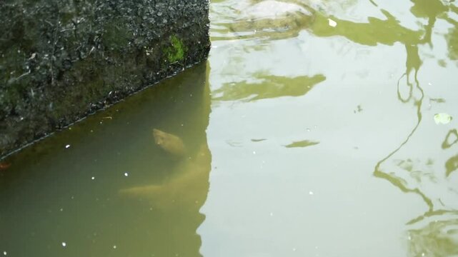 スッポンと石亀の対面 &mdash; キスを拒否!?｜Softshell Turtle Meets Pond Turtle &mdash; Kiss Refused!? &mdash; Real Wildlife Footage