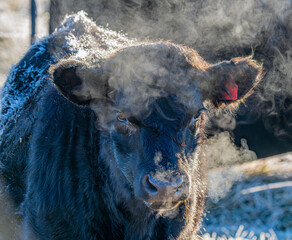 Cow in the cold