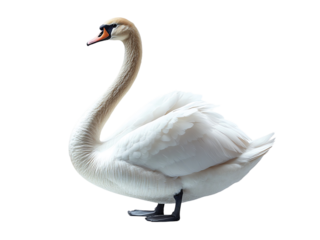 Swan full body isolated on transparent background
