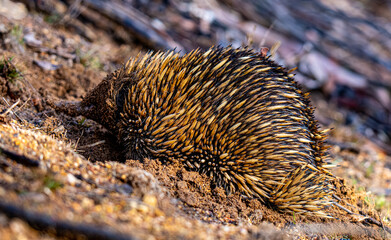 Echidna