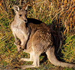 Mum kangaroo with joey in pouch