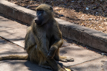 monkey in Victoria Falls National Park