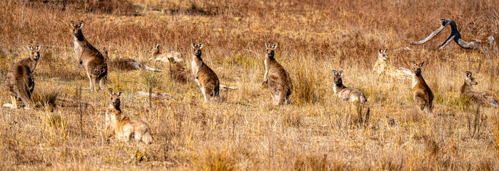 Kangaroo mob
