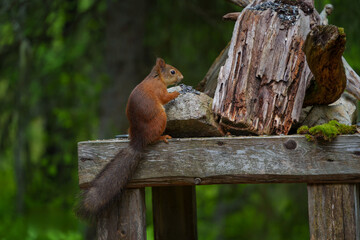 Eurasian red squirrel eating seeds on wooden platform in forest