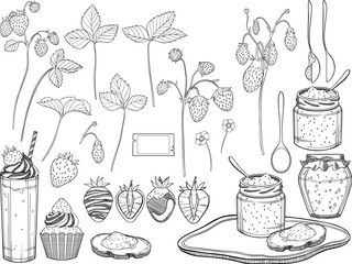 Collection of vector illustration strawberry and jam of berry and spoon and sandwich.