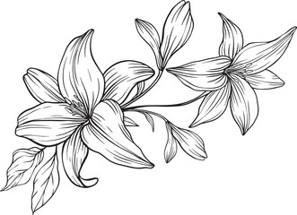 Black and white lily illustration with fine lineart, flowing petals, and natural leaf accents an elegant, botanical design with graceful composition and visual harmony