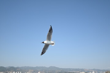 A seagull (Laridae family) soars through a clear blue sky. Below, a mountainous landscape forms the horizon, with urban development visible along the base. The bird is in mid-flight, wings fully exten