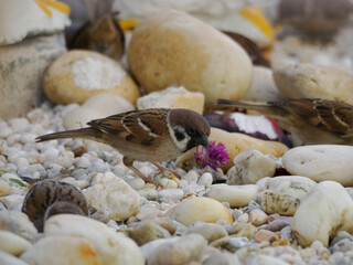 Eurasian Tree Sparrow in Pattaya, Thailand