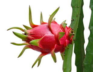 A vibrant, ripe red dragon fruit growing on its cactus plant, highlighting its tropical allure and fresh appeal.