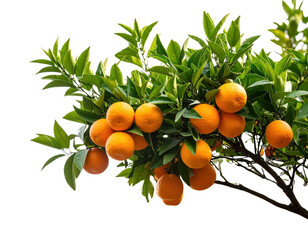 Orange tree branch with ripe citrus fruits and green leaves isolated