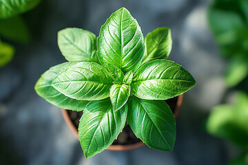 Basil plant with lush green leaves on a gray background. Herb in small pot. Top view