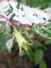 The beautiful Aussie Queen hibiscus plant is starting to produce tiny flower buds in the garden.