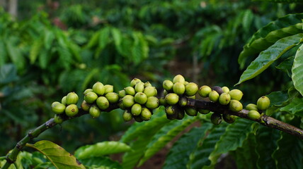 Green Coffee Cherries on Branch in Organic Coffee Plantation with Lush Foliage