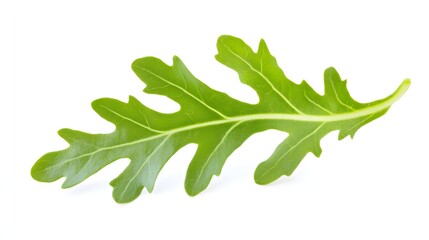 Close-up view of a vibrant green leaf on white background.