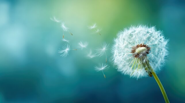 Detailed close-up of a dandelion seed head dispersing seeds in natural outdoor setting.