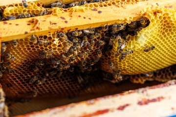 Closeup of Beehive Frame with Honeycomb and Bees, Detailed view of wooden beehive frame filled with...
