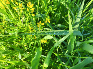 On a sunny lawn, in the early morning, transparent raindrops on the green grass