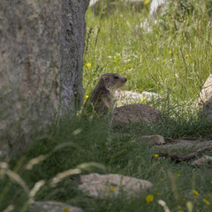 Discover Coll De Pal Mountain's Beauty and Unique Wildlife, Catalonia