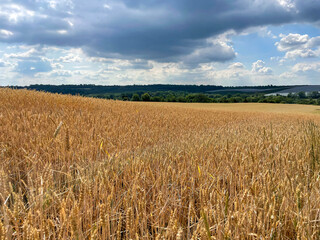 A beautiful field of golden wheat and sky